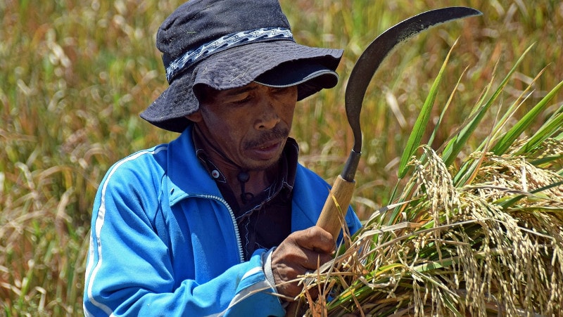 Żniwa ryżu na Bali