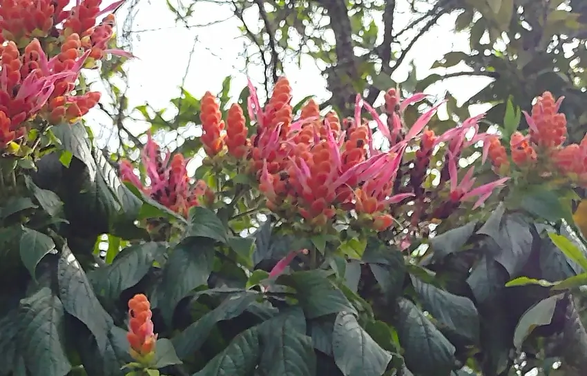 wmadziar migoroka02